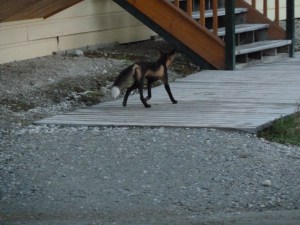 the fox that owns the town