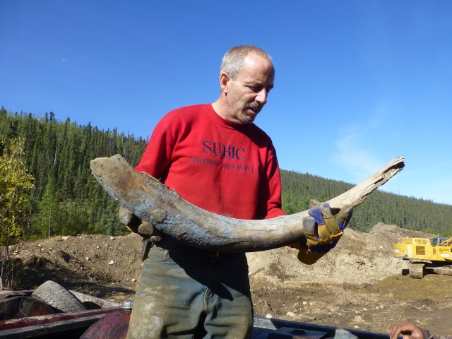 Tim is holding the first tusk he found!