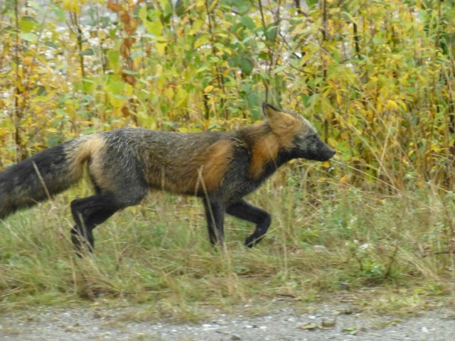 This fox was a regular around camp....hunting mice!